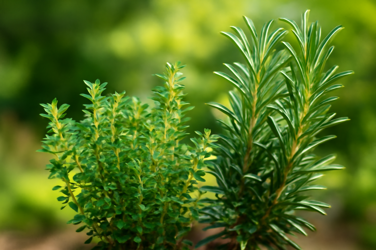 How to Prune Thyme & Rosemary