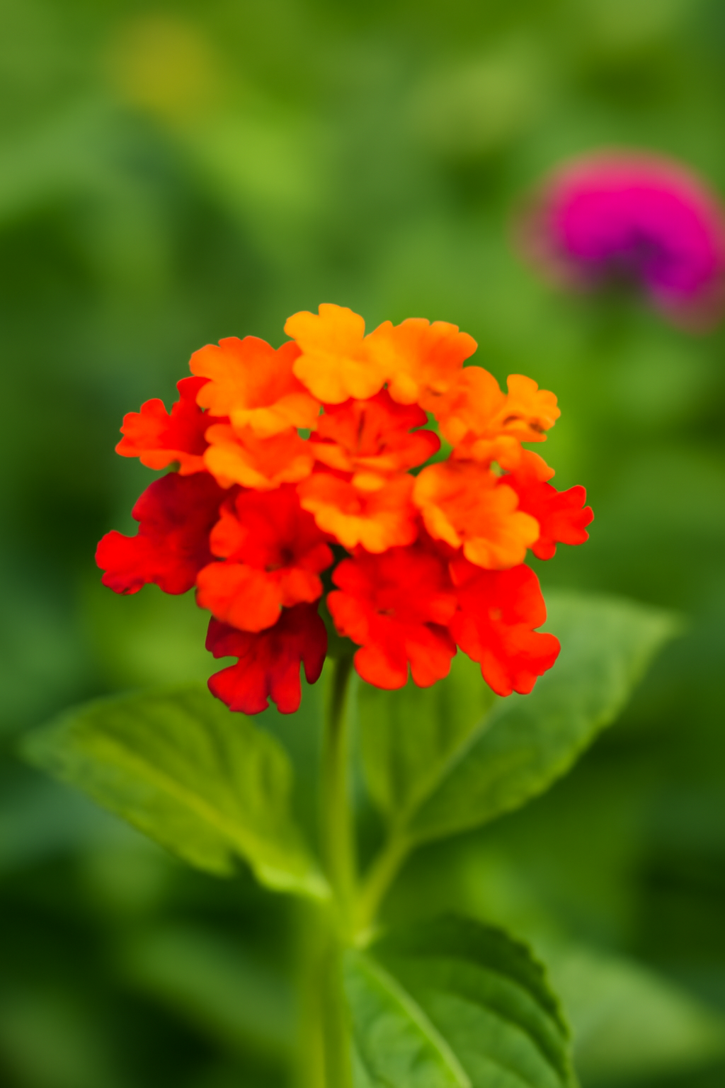 Lantana vs Verbena