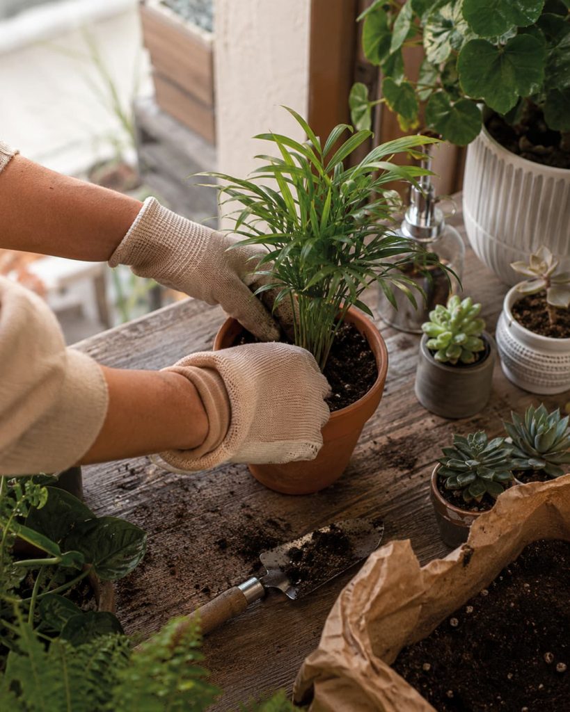 Repotting succulents indoors with soil, pots, and gardening tools.