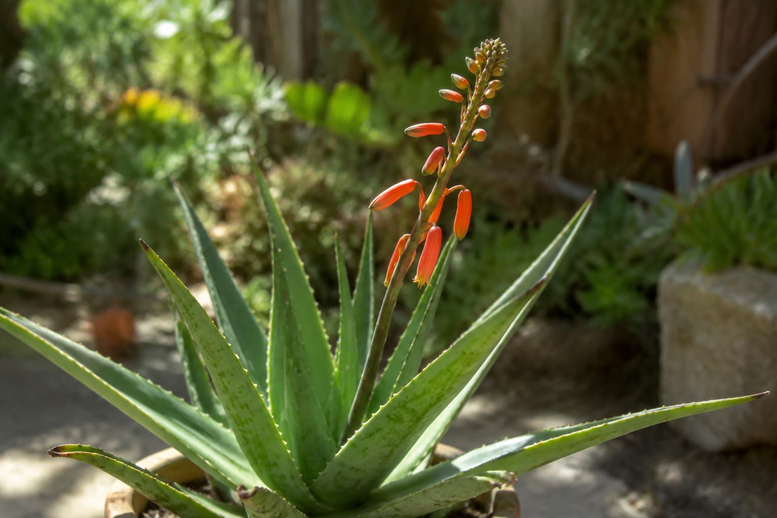 Aloe plant with a natural leaning flower stalk producing coral-orange tubular blooms in a sunlit garden