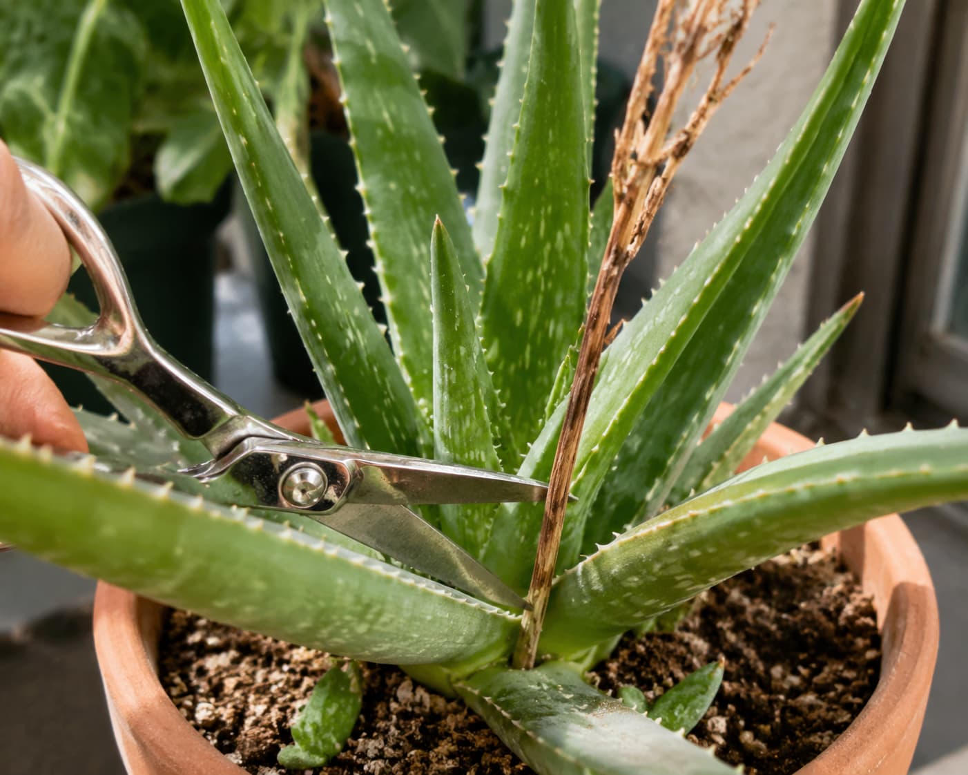 Hand using pruning shears to remove a dried aloe flower stalk close to the base of a mature aloe plant in a terracotta pot.