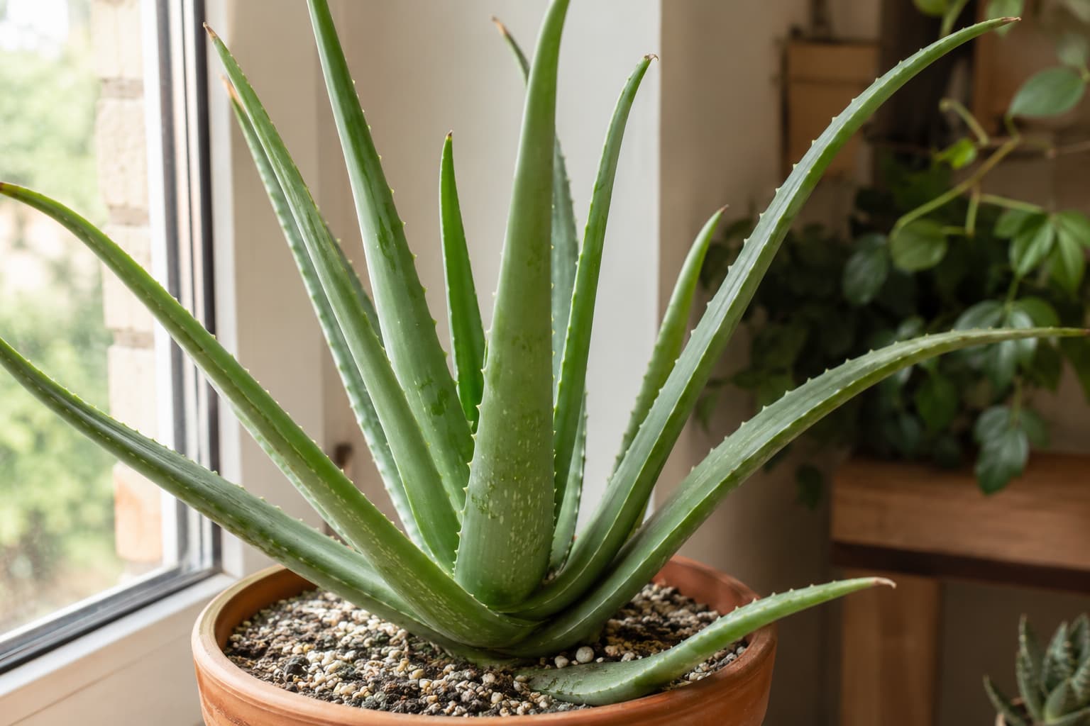 Mature aloe vera plant growing in a terracotta pot on a bright indoor windowsill with natural sunlight.