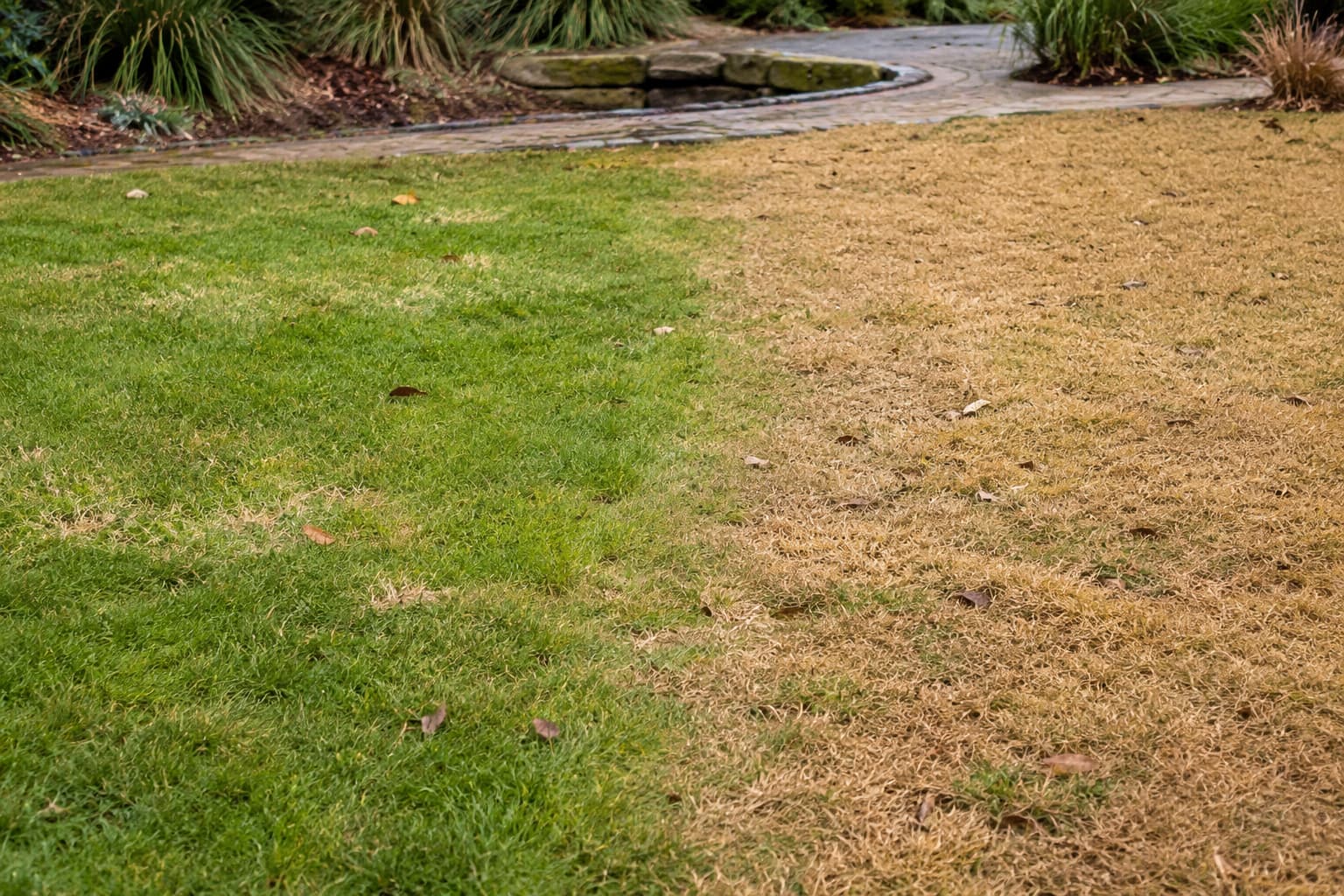 Green cool-season grass beside dormant brown warm-season grass in a winter home lawn