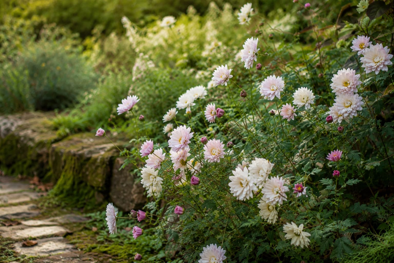 Heirloom or species chrysanthemums with a looser natural growth habit in the garden