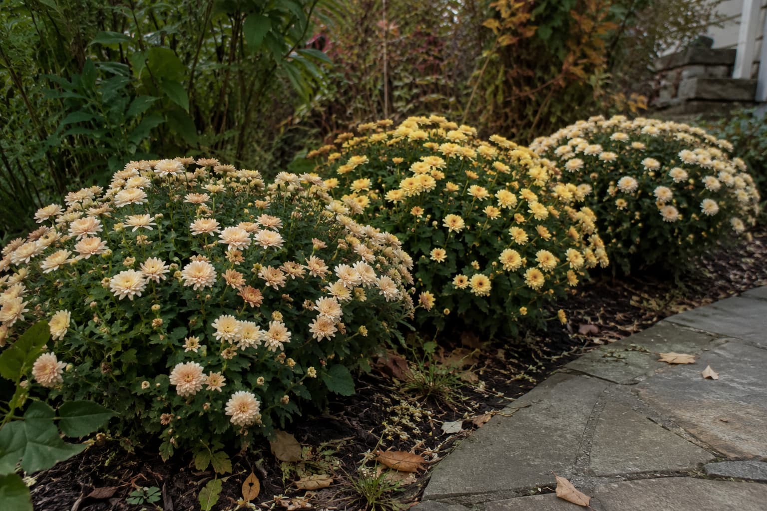 Garden mums growing outdoors as compact perennial chrysanthemums