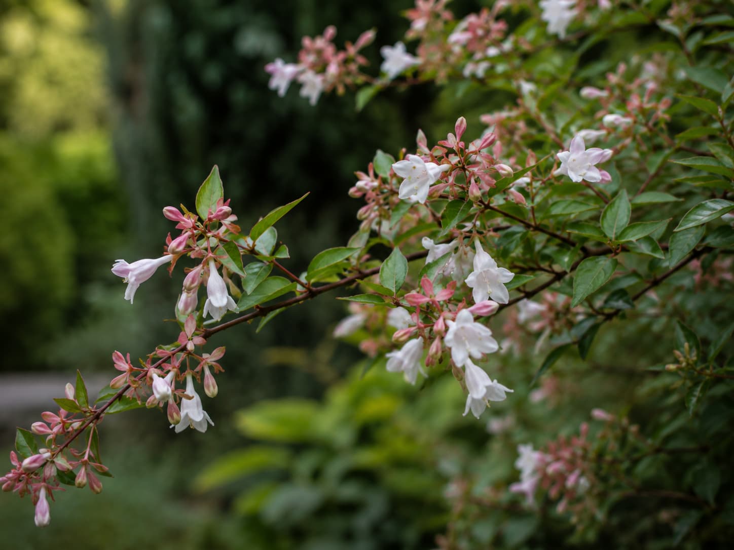 Illustration of arching abelia branches with white tubular flowers, pink sepals, and glossy green leaves in summer.