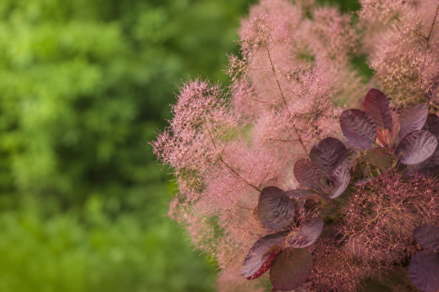 Illustration of airy pink smoke bush plumes and burgundy leaves against a softly blurred green garden background.