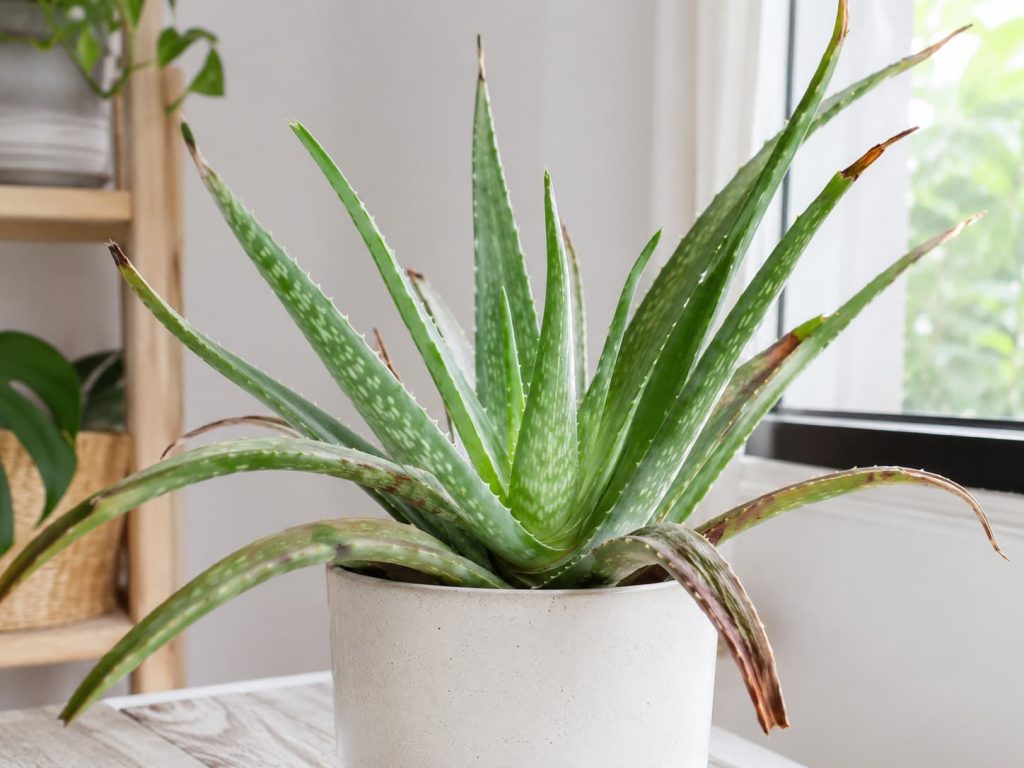 Aloe vera plant with brown leaf tips near a bright window showing light or watering stress