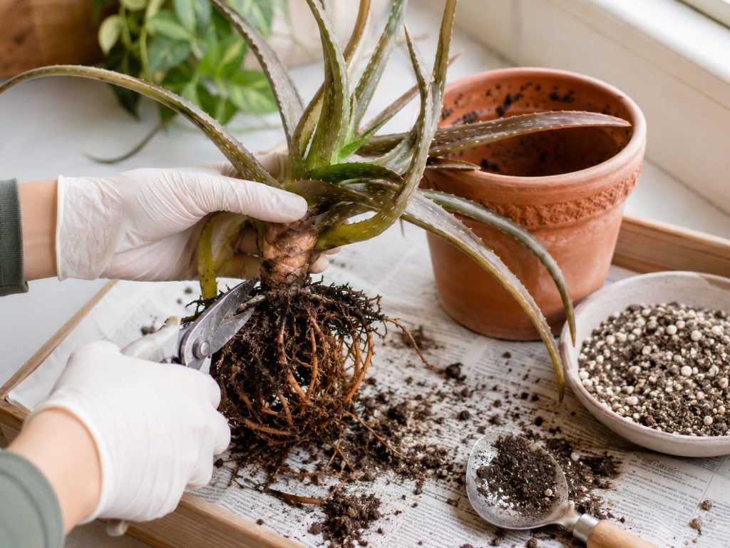 Gloved hands trimming damaged aloe vera roots during root rot rescue and repotting