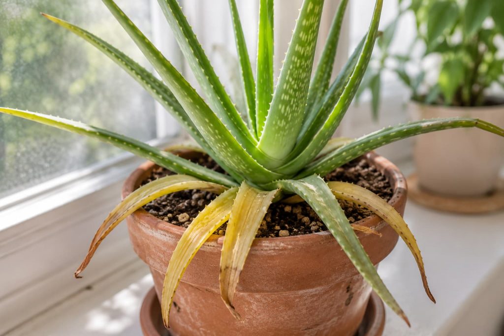 Aloe vera with yellow lower leaves and brown tips showing early watering or light stress