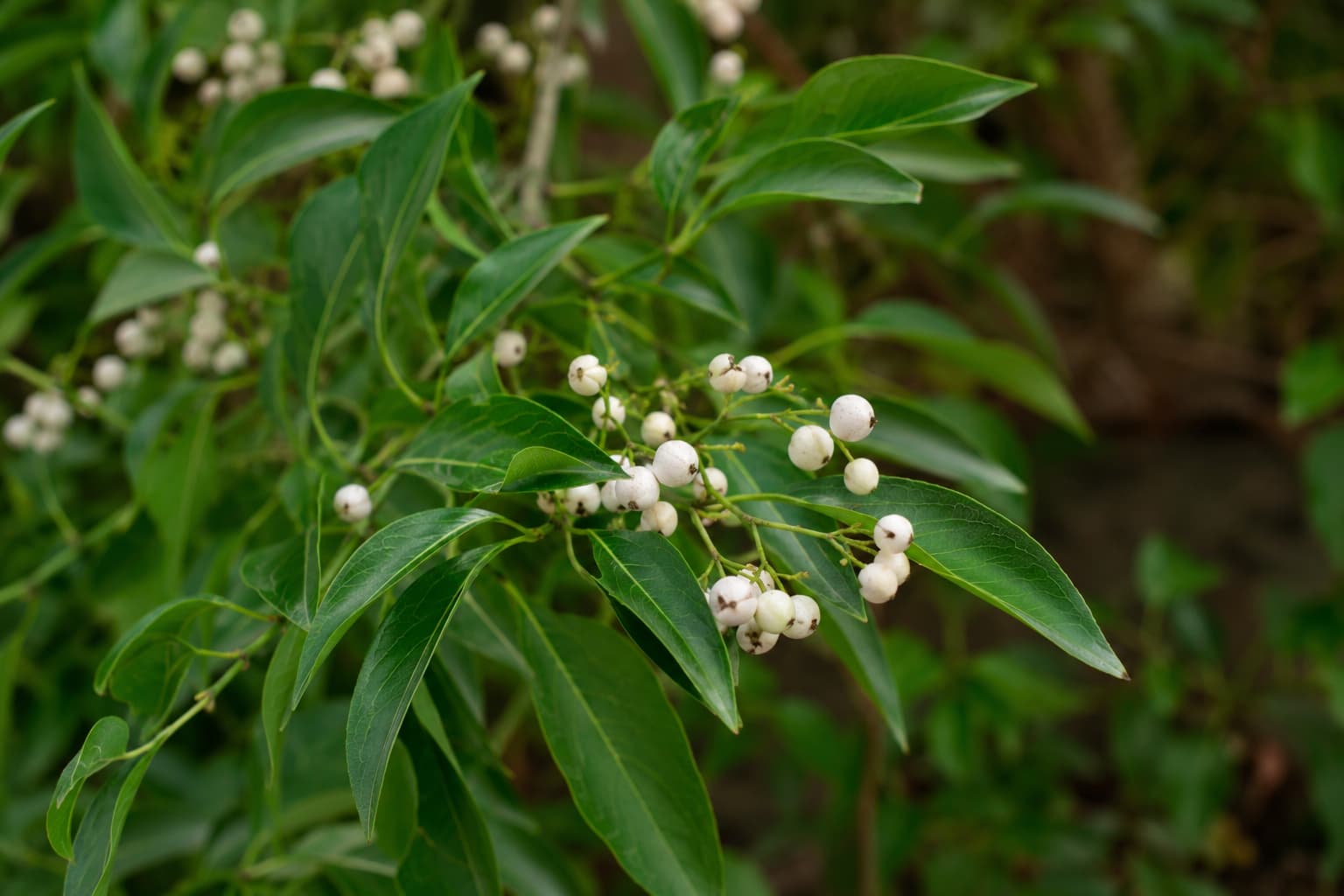 Small white Cestrum nocturnum berries clustered on a branch among elongated green leaves in a garden.
