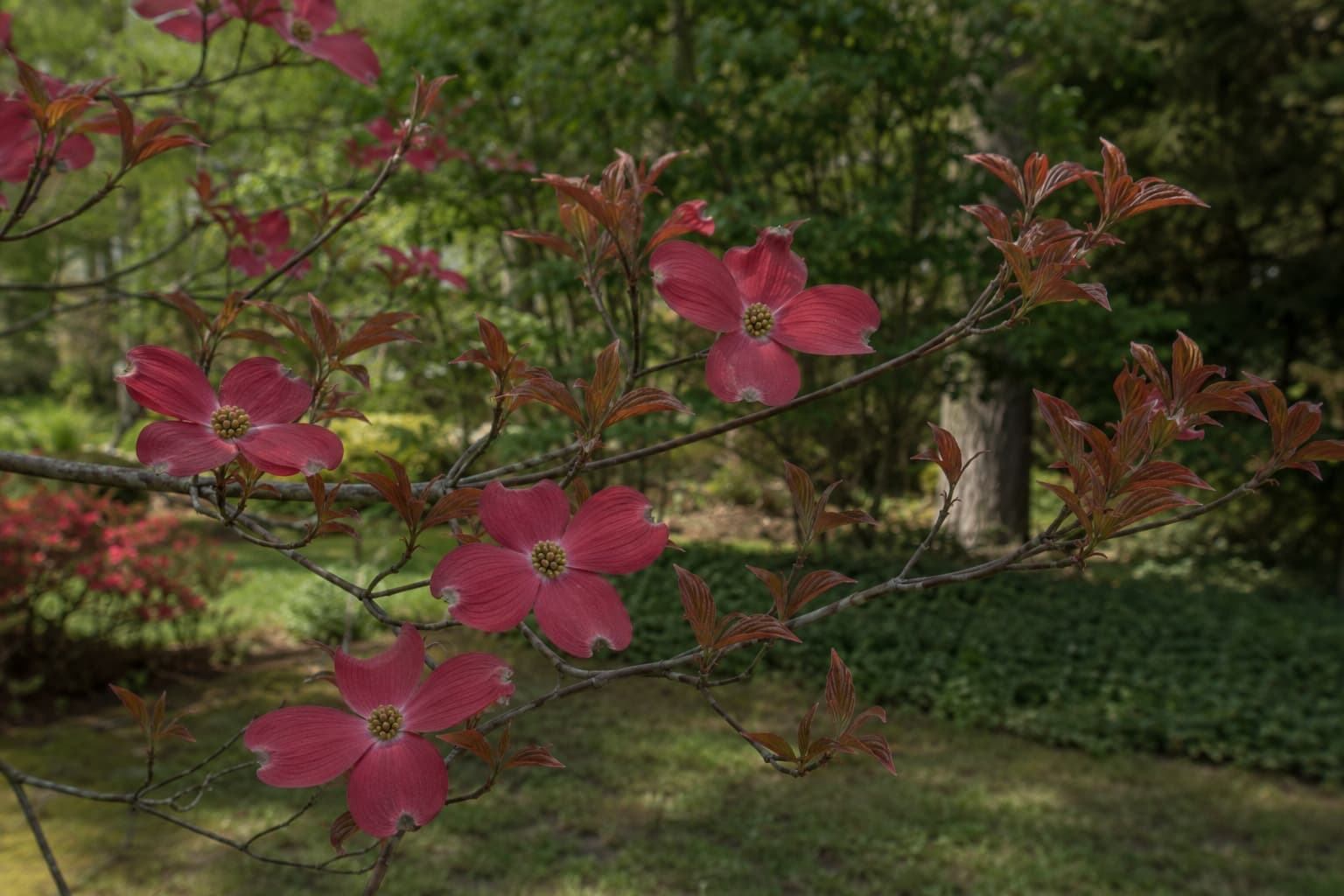 Illustration of Cherokee Chief flowering dogwood displaying deep red bracts and reddish emerging spring leaves.