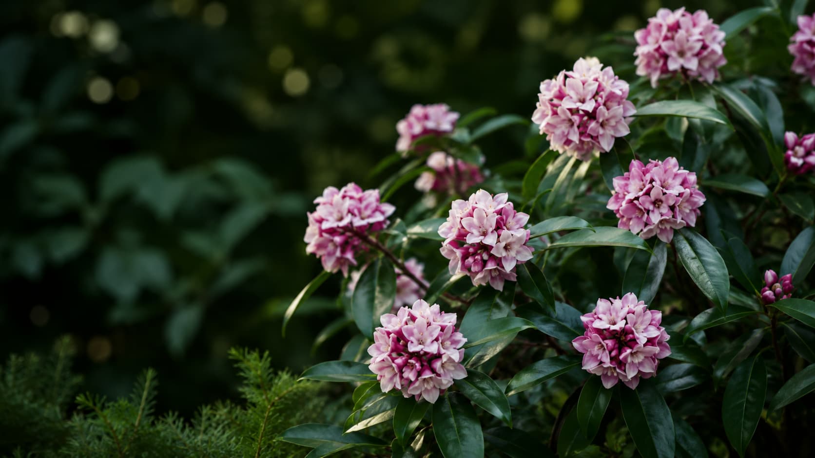 Illustration of pink-and-white Daphne odora flower clusters and glossy evergreen leaves in a softly shaded garden.