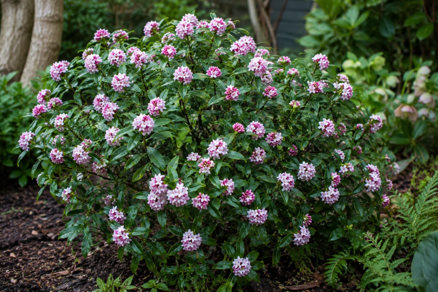 Illustration of a mature Daphne odora shrub covered with pink-and-white flower clusters in a softly shaded spring garden.