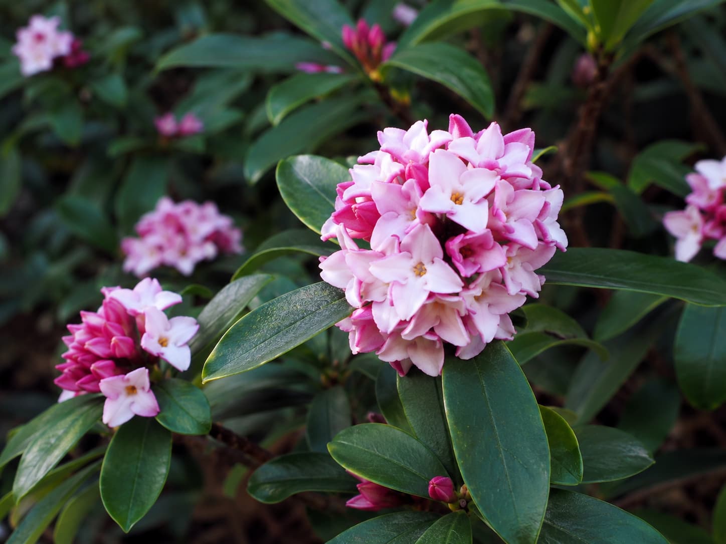 Illustration of pink-and-white Daphne odora flowers with four-petaled blooms, small yellow centers, and glossy evergreen leaves.