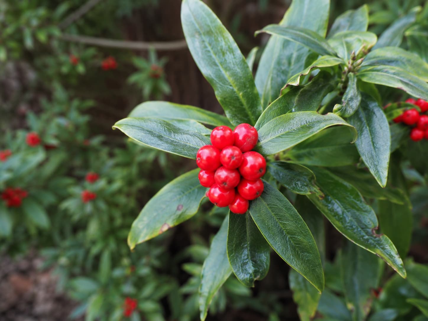Illustration of bright red daphne berries clustered among glossy green leaves on a mature garden shrub.