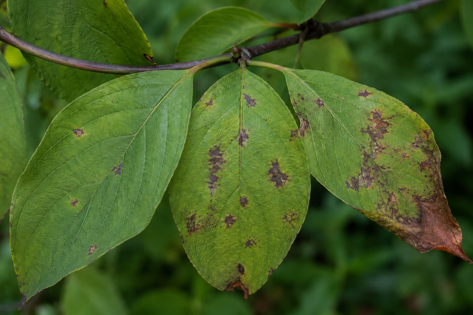 Illustration of dogwood leaves with purple-bordered tan spots and browning associated with anthracnose symptoms.