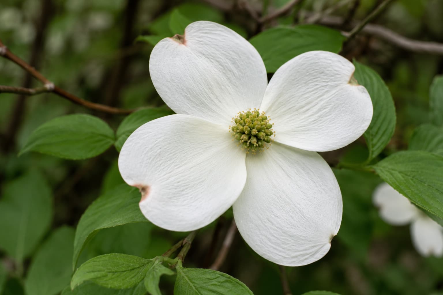 Illustration of four white dogwood bracts surrounding a small cluster of yellow-green true flowers.