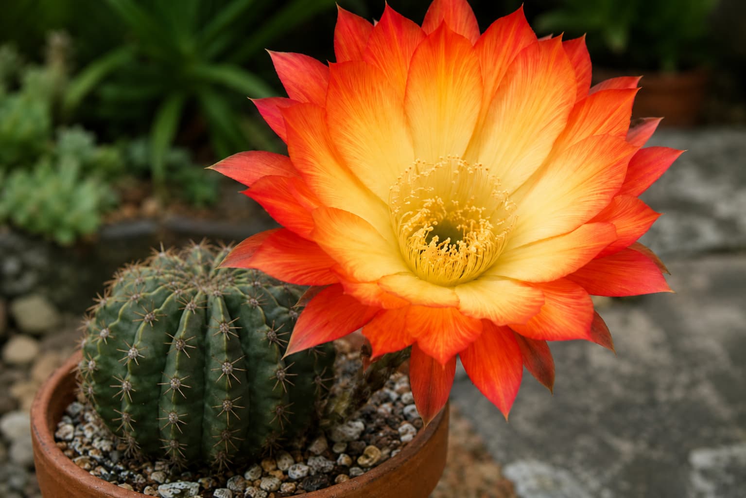 Illustration of Echinopsis Flying Saucer with a large yellow-centered flower and flaming red-orange petal tips.