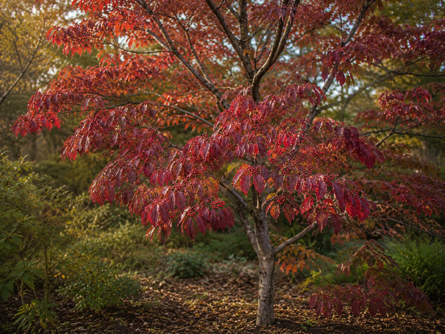 Illustration of a flowering dogwood with crimson autumn foliage and clusters of bright red berries.