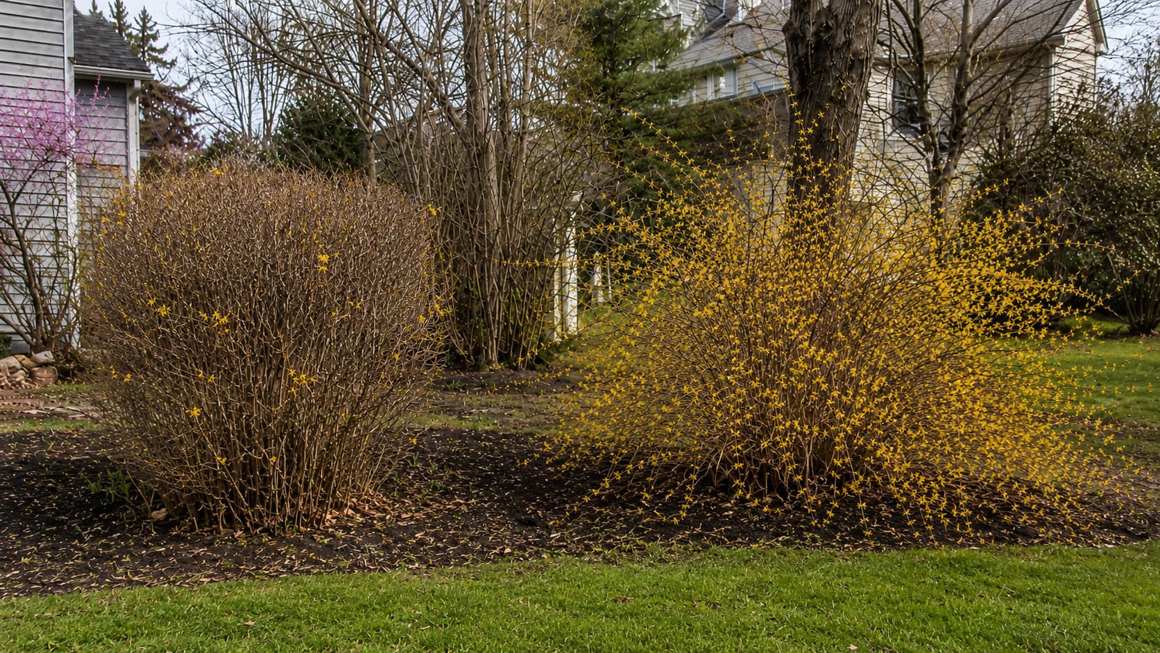 Illustration comparing a tightly sheared forsythia with sparse blooms and a naturally arching shrub covered in yellow flowers.