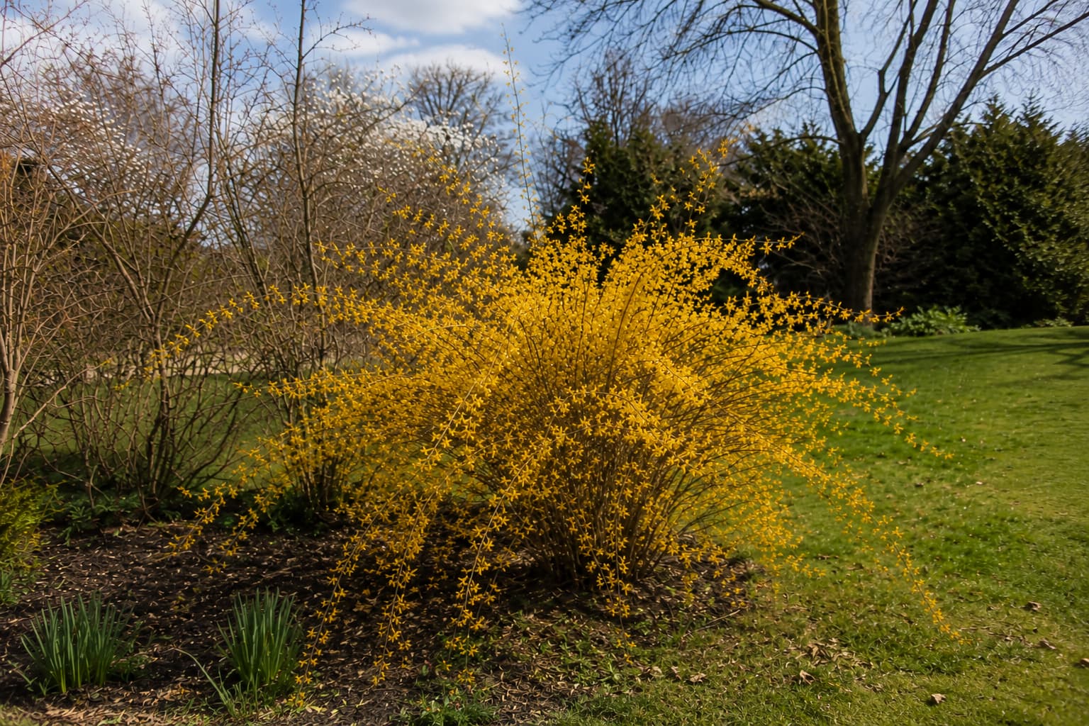 Illustration of a mature forsythia cascading with yellow flowers in a sunny early-spring garden before leaves emerge.