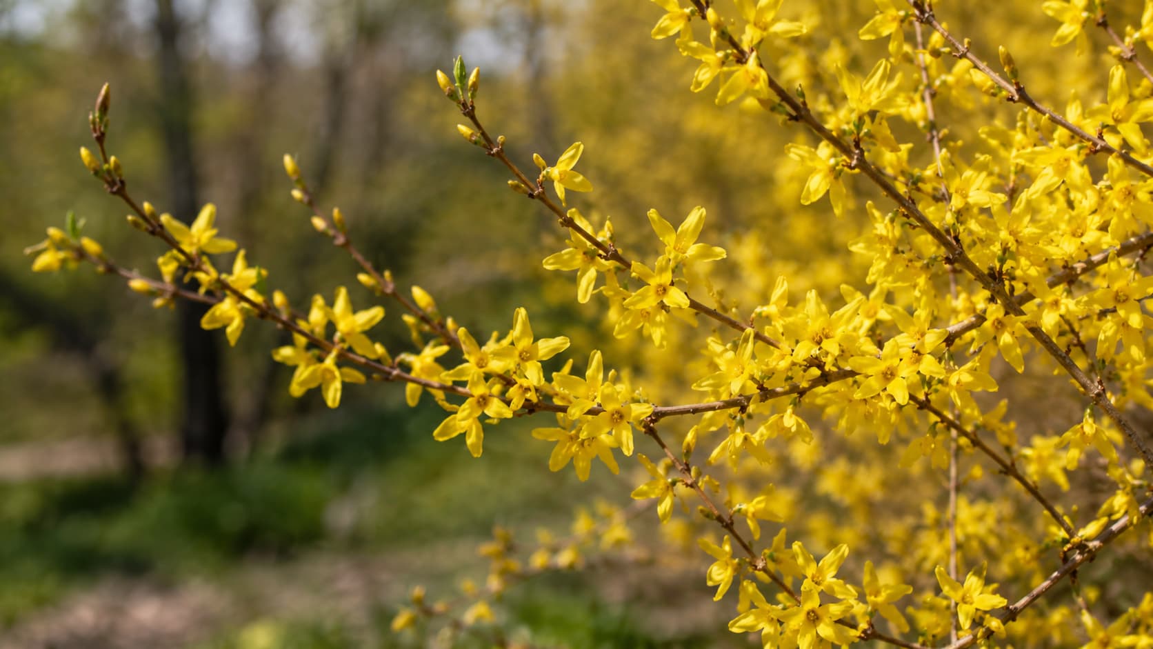 Illustration of yellow forsythia flowers and unopened buds on arching branches against a softly blurred spring garden background.