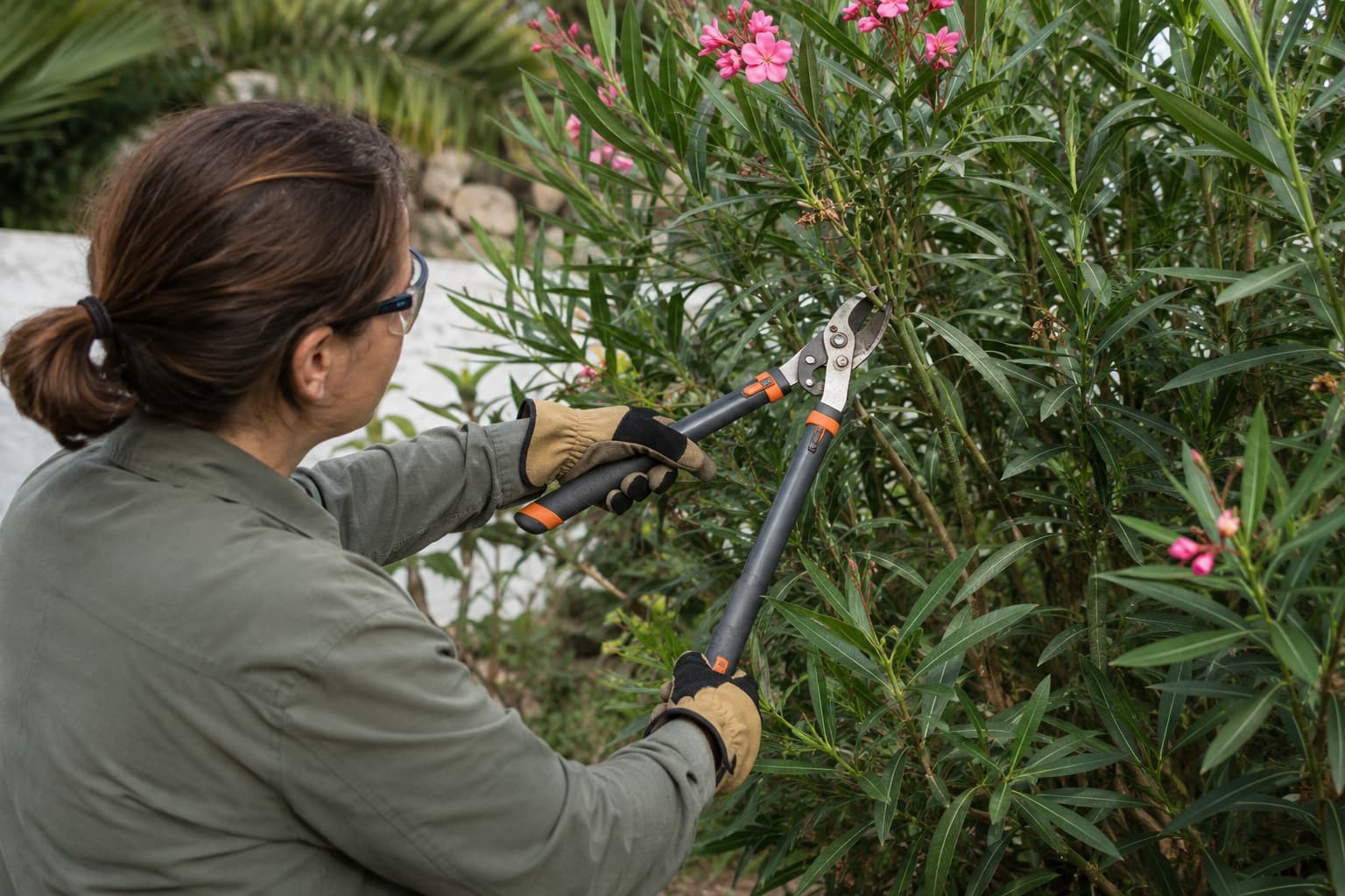 Illustration of a gardener using loppers on an oleander stem while wearing protective clothing and gloves.