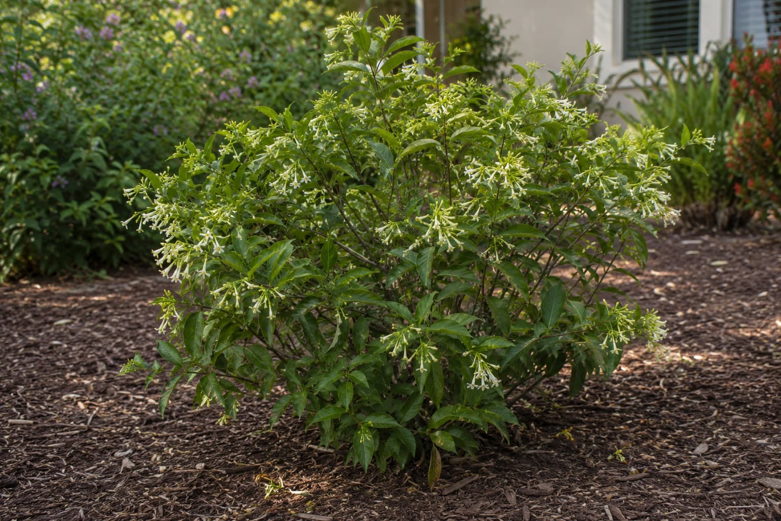 Healthy pruned night-blooming jasmine shrub flowering in a spacious mulched garden bed during summer.
