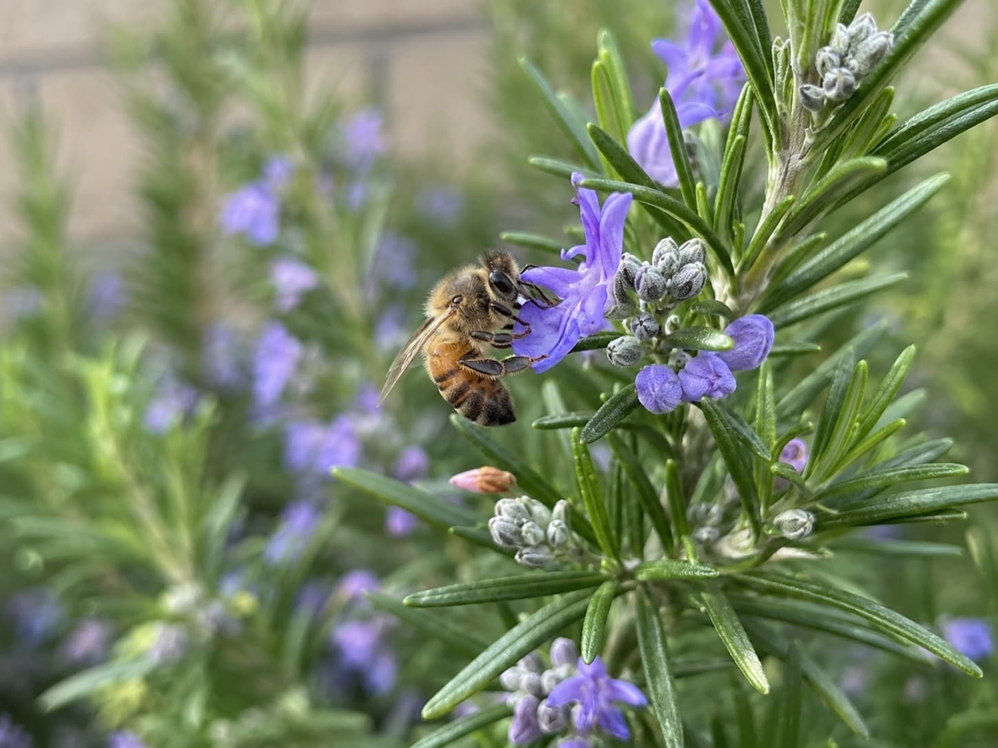 Illustration of a honeybee foraging on small blue-purple rosemary flowers among narrow aromatic green leaves.