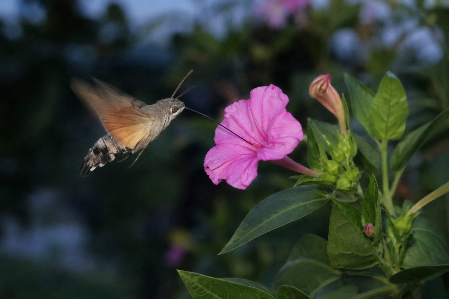 Illustration of a hummingbird sphinx moth feeding from a pink four o’clock flower in soft twilight.