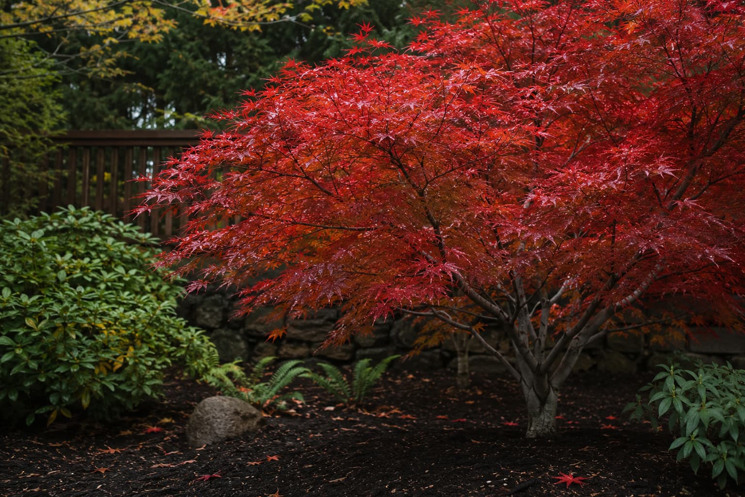 Illustration of a mature Japanese maple with crimson autumn leaves growing above dark mulch in a sheltered garden bed.