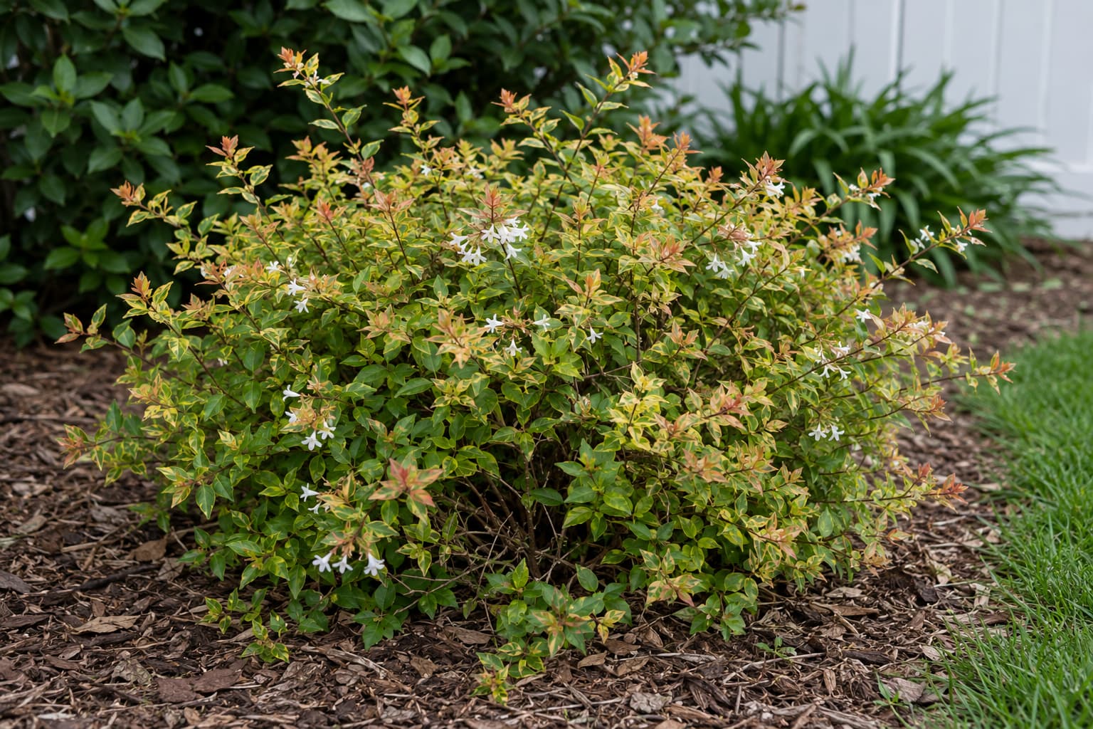 Illustration of compact Kaleidoscope abelia with green yellow orange foliage and scattered white flowers.