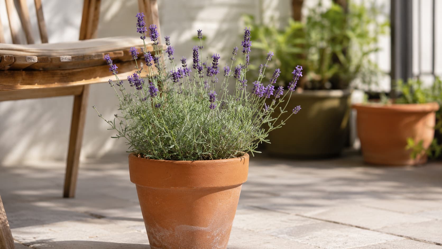 Illustration of lavender growing in a terracotta pot on a sunny patio