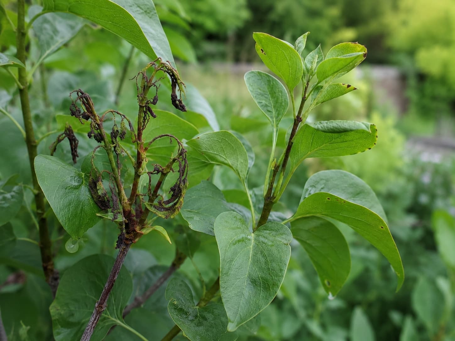 Illustration of lilac bacterial blight showing wilted blackened shoot tips beside healthy green leaves for comparison.