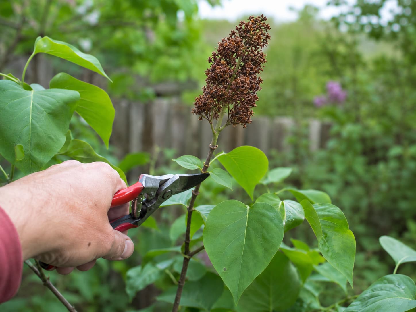 Illustration of a gardener cutting a spent lilac panicle just above the first healthy pair of leaves.