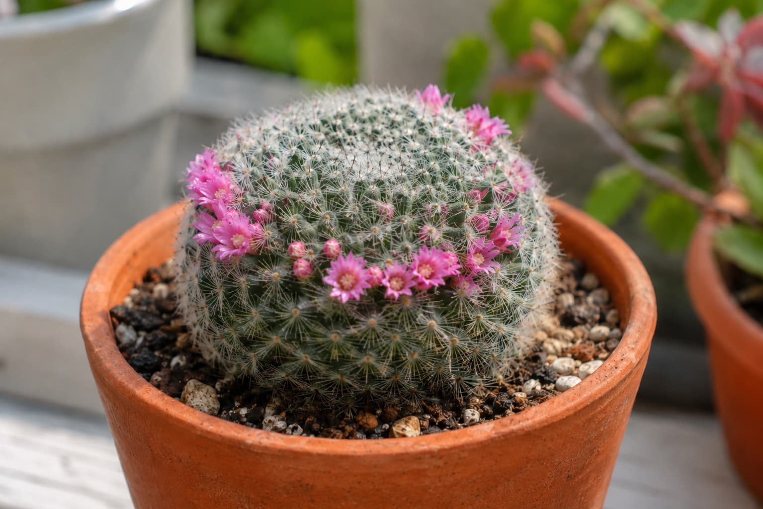 Illustration of a Mammillaria cactus with a ring of small pink flowers around its white-spined crown.