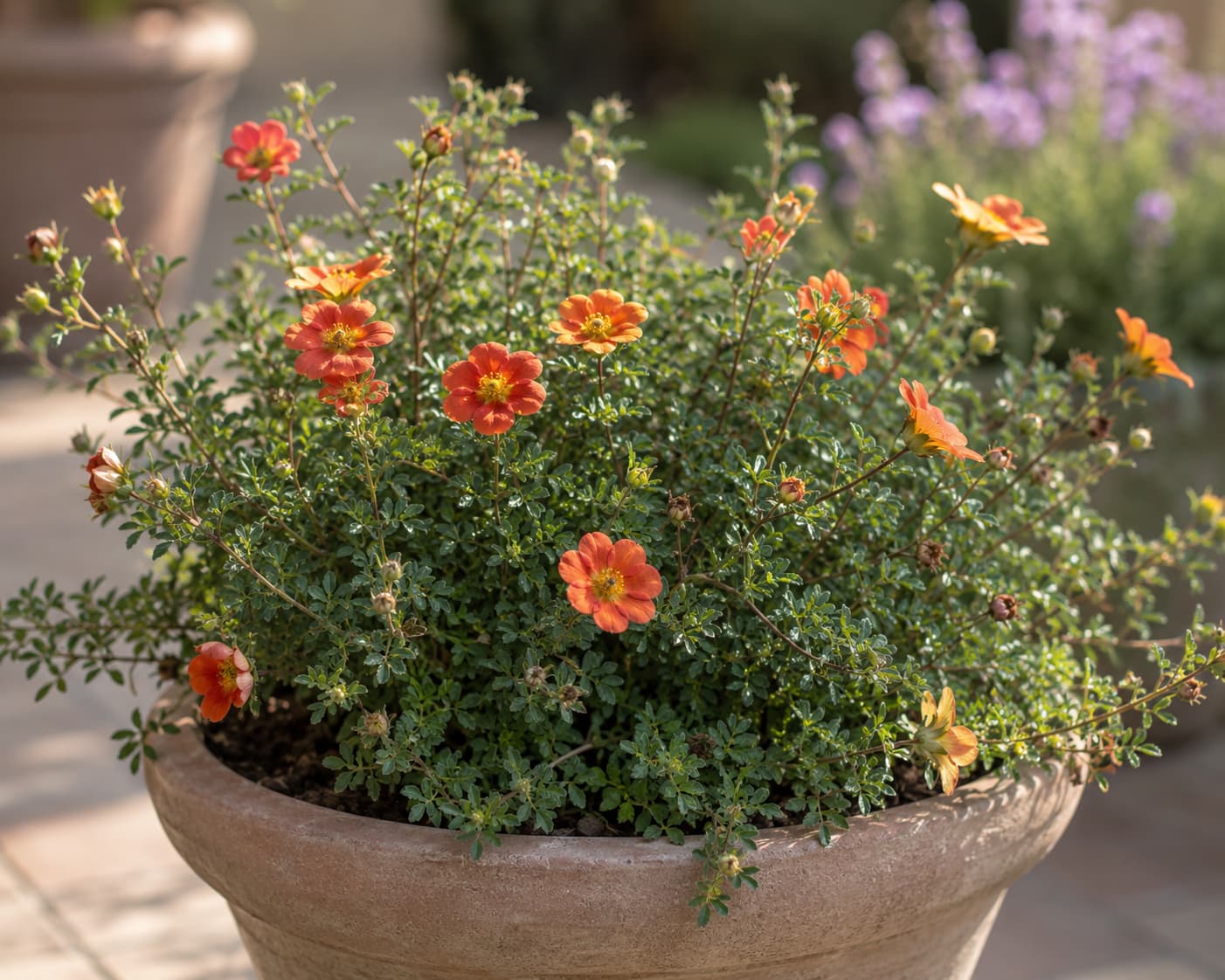 Illustration of Mango Tango potentilla with orange-red flowers and yellow reverses in a sunny patio container.
