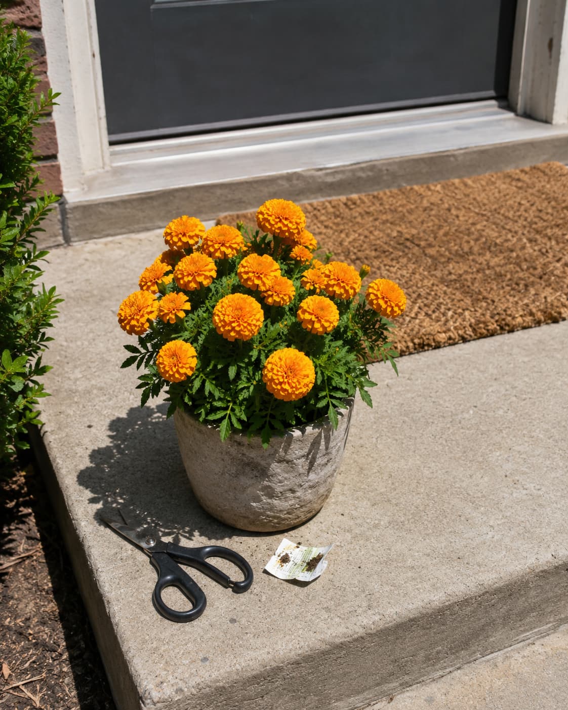 Illustration of orange marigolds blooming in a small cement pot on a sunny front porch