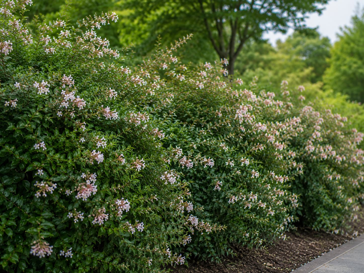 Illustration of mature abelia shrubs forming a dense flowering hedge with white and pink summer blooms.