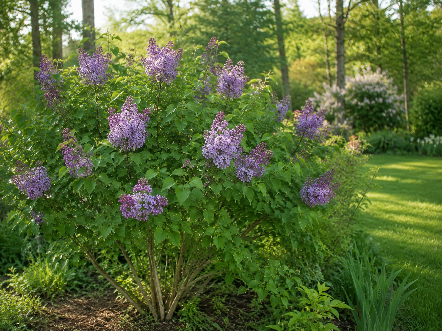 Illustration of a mature common lilac covered with purple flower panicles in a sunny, well-spaced spring garden.