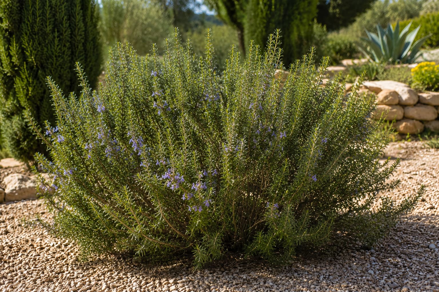 Illustration of a mature flowering rosemary shrub growing in full sun with gravel mulch around its base.