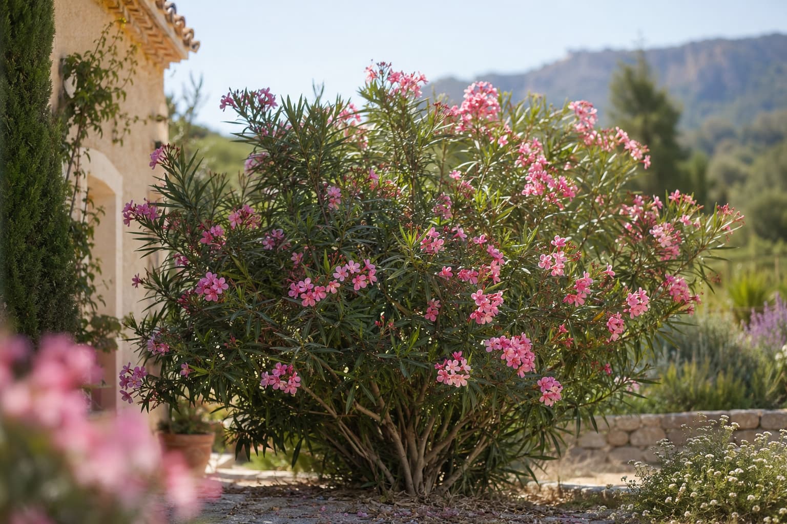 Illustration of a mature oleander covered with pink flowers and dark green leaves in a sunny Mediterranean-style garden.