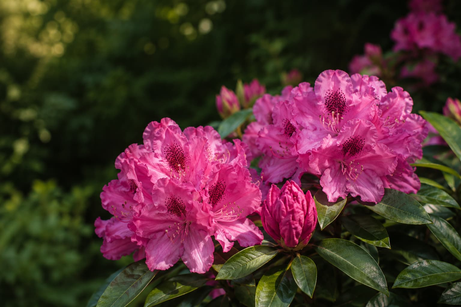 Illustration of a mature pink rhododendron flowering naturally in soft morning light within a shaded woodland garden.
