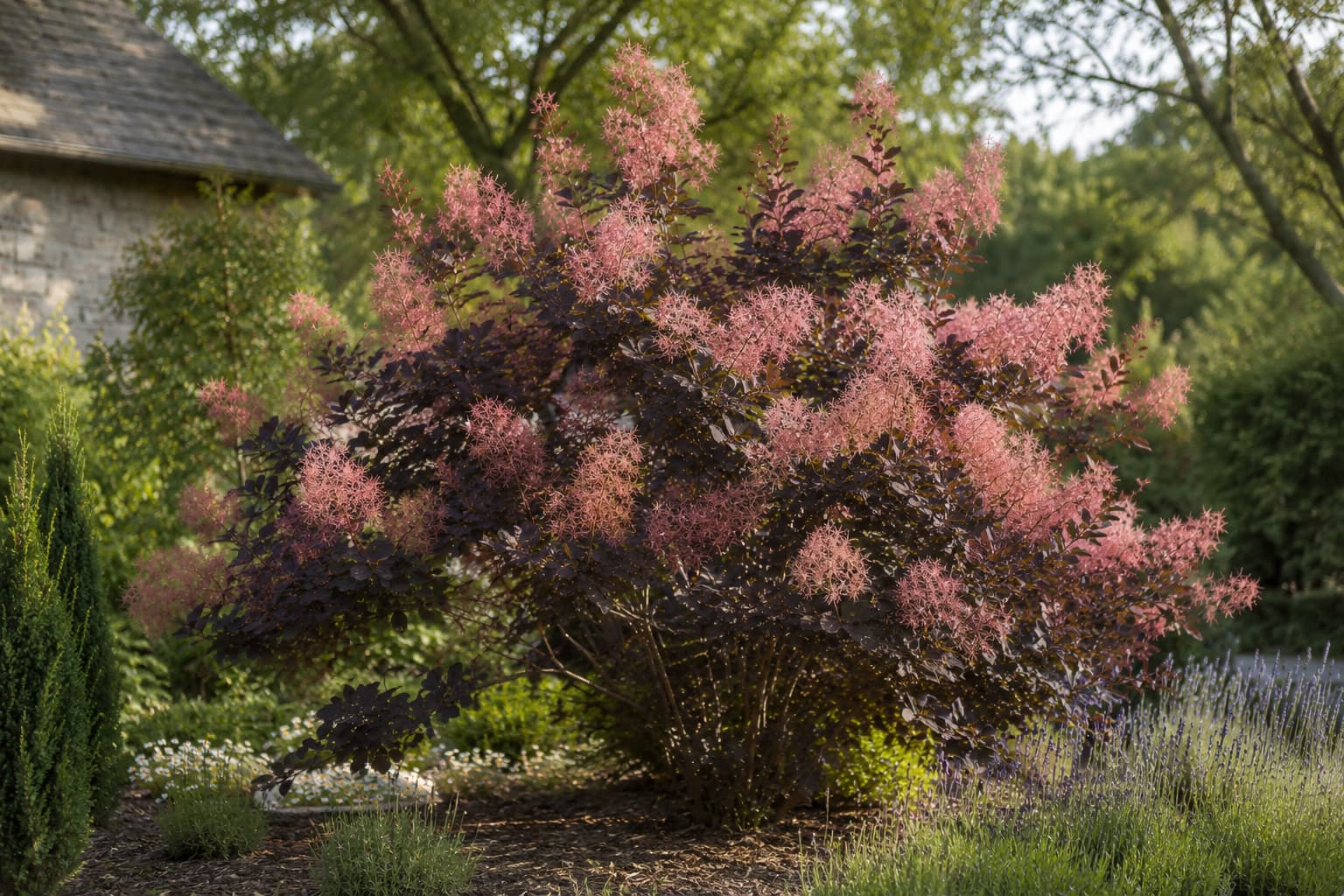 Illustration of a mature smoke bush covered in airy pink plumes above deep burgundy foliage in a sunny garden.