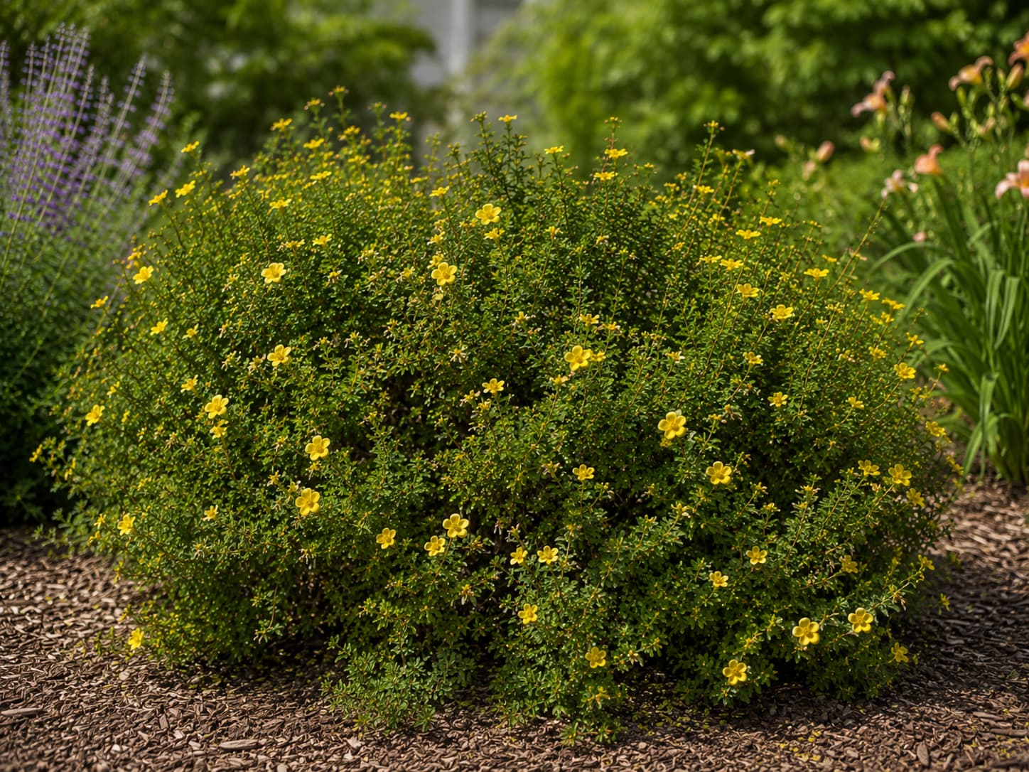 Illustration of a mature yellow potentilla covered in five-petaled flowers in a sunny midsummer garden bed.
