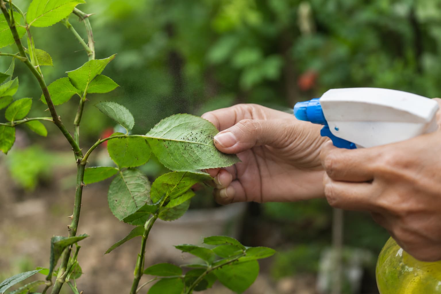 Illustration of a gardener spraying neem solution onto the underside of a leaf where small pests are present.