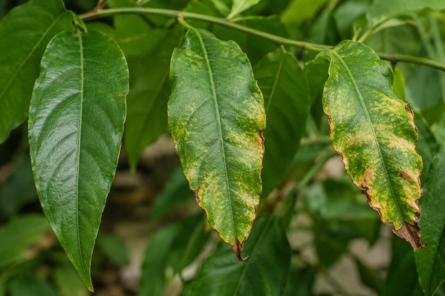 Illustration of leaves with yellow patches, curled edges, and brown scorch associated with neem spray phytotoxicity.