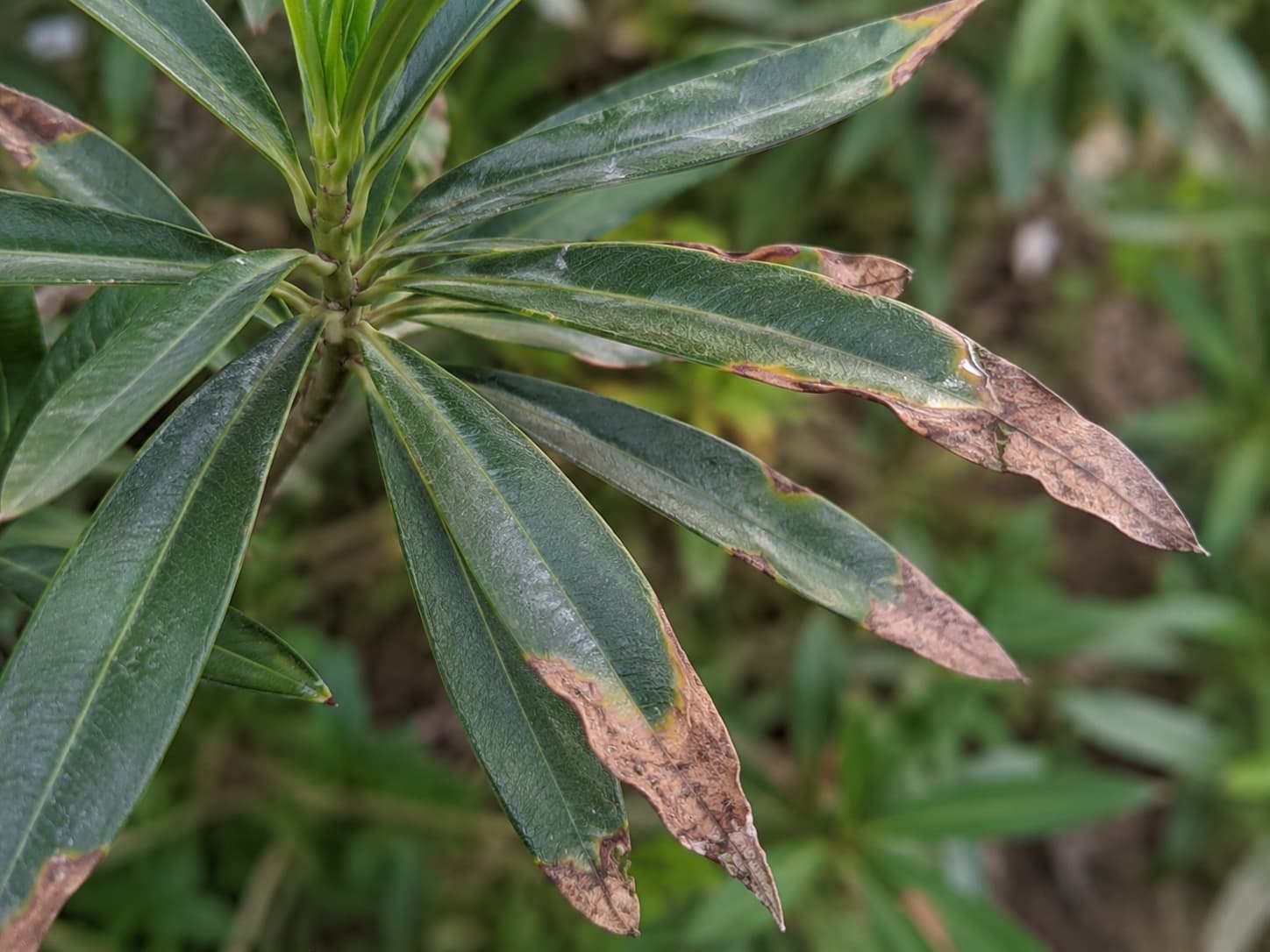 Illustration of oleander leaves with brown scorched margins and a yellow band separating damaged and green tissue.