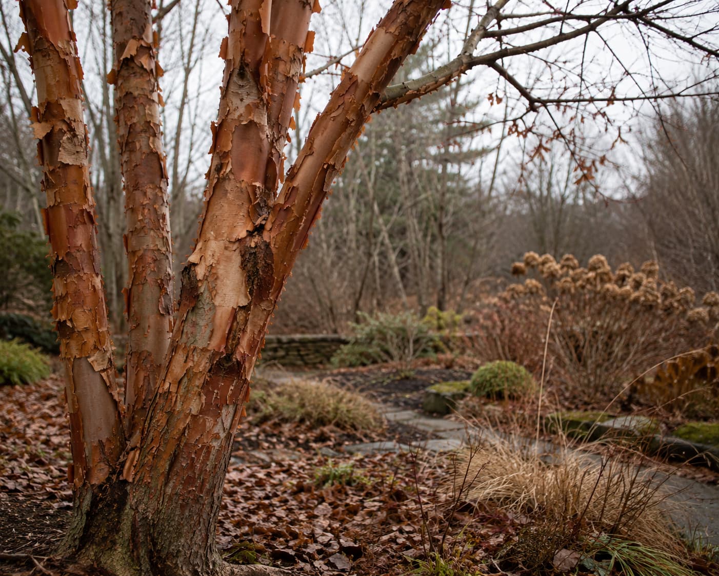 Illustration of a paperbark maple trunk with peeling cinnamon-colored bark in a quiet winter garden.
